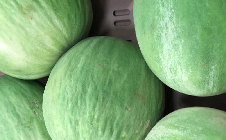 Melon BARATTIERE: co to za odmiana melona, jak ją wykorzystać kulinarnie